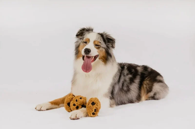 Hundespielzeug Kekse