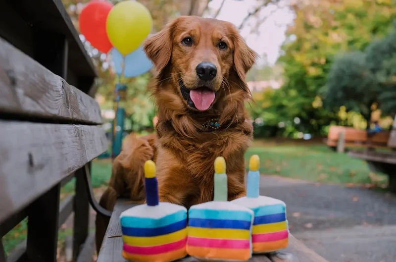 Hundespielzeug Kuchen