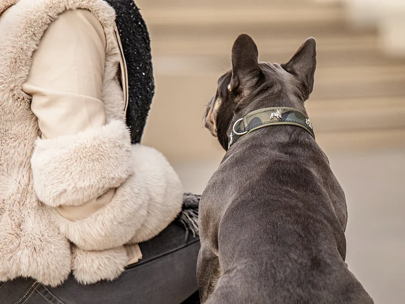 Halsband Französische Bulldogge - Khaki