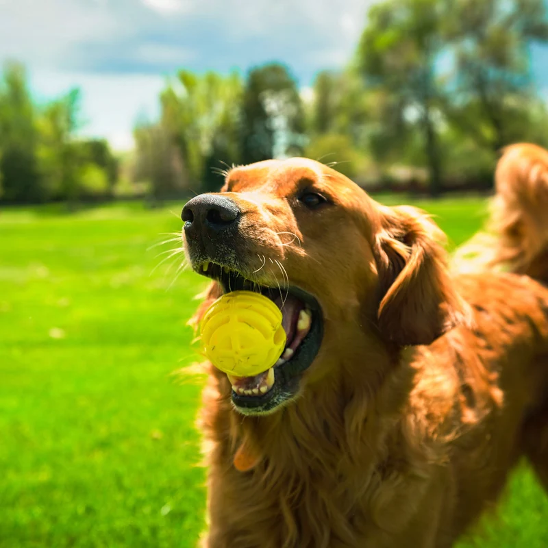 Wurf-Hundespielzeug FLINGERZ™ Ball