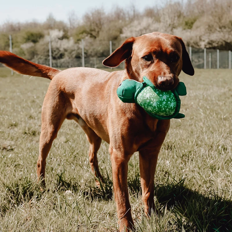Wurf-Hundespielzeug FLINGERZ™ Splash