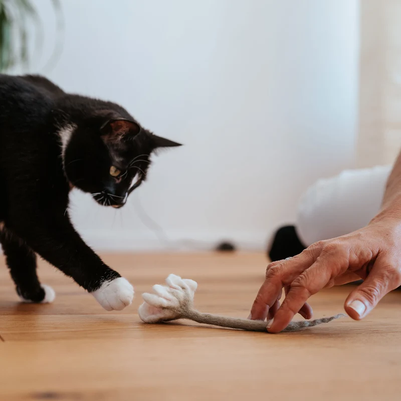 Katzenspielzeug Gundula Gänseblümchen