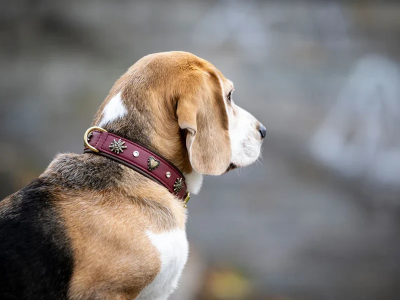 Halsband Herzilein Burgundy