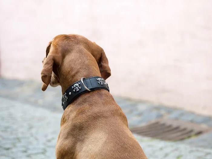 Halsband Totenkopf - Schwarz