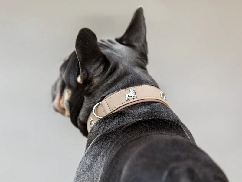 Halsband Französische Bulldogge - Elfenbein