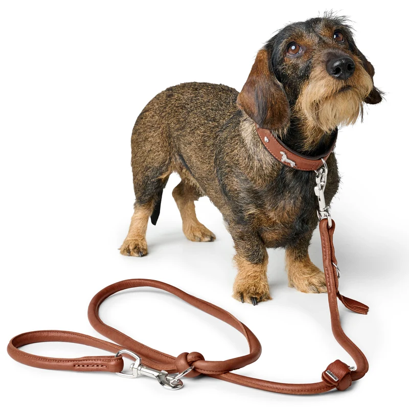 Teckel-Halsband München