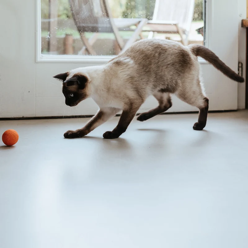 Katzenspielzeug Boo Royal