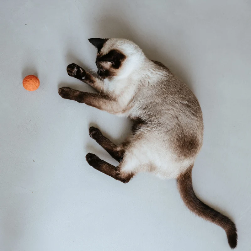 Katzenspielzeug Boo Royal