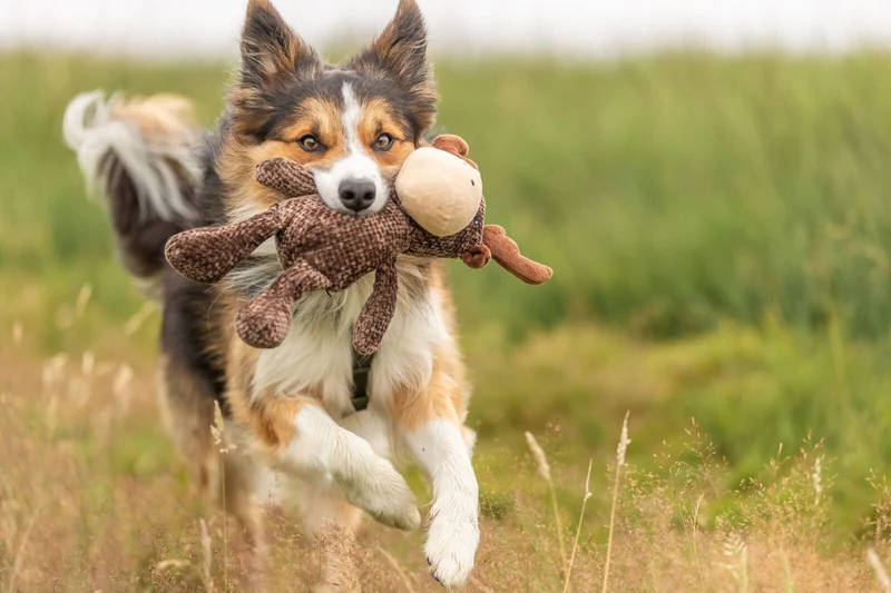 Hundespielzeug Elch aus Plüsch mit Quietscher