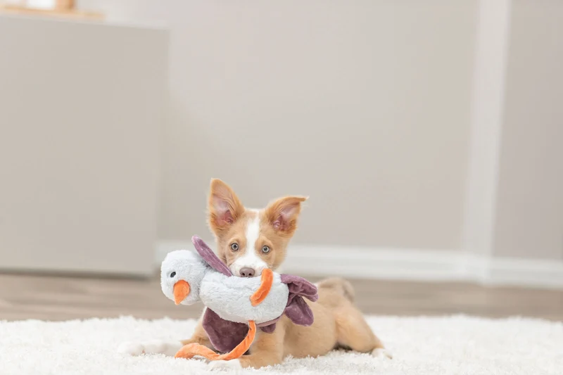 Hundeplüschtier Strauß