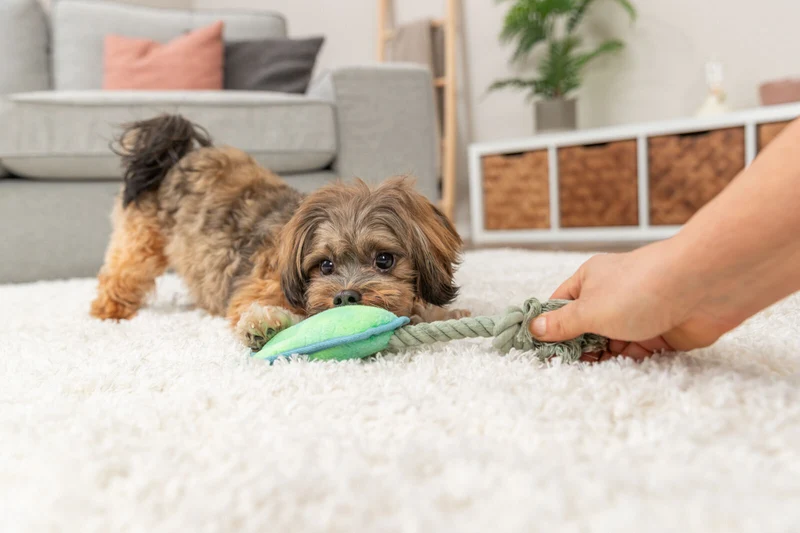 Hundespielzeug Tatze am Tau aus Plüsch mit Quietscher