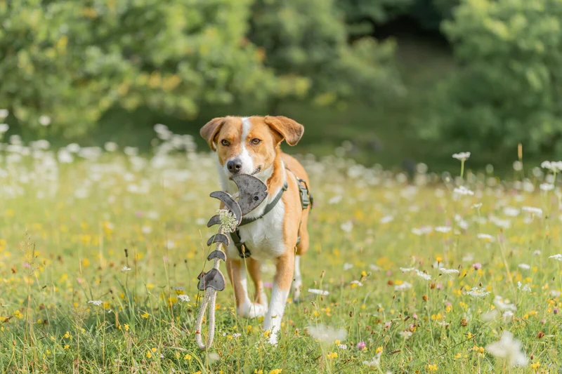 Hundespielzeug Echtleder Fischgräte am Tau, Geräuschlos