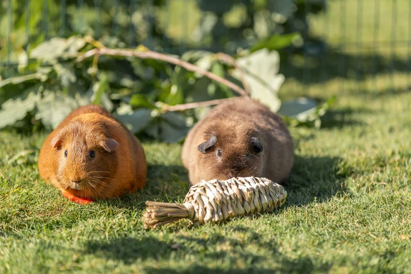 Grasspielzeug Karotte