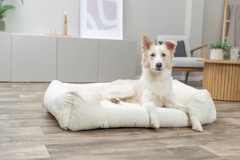 Orthopädisches Cord-Bett für Hunde und Katzen mit Rand und Memory-Foam