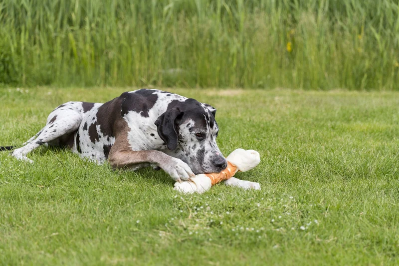 Mega Bone mit Huhn