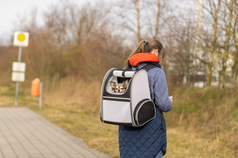 Luftdurchlässiger Hunde- und Katzenrucksack Chloe aus Mesh mit Brust- und Taillengurt, schwarz/hellgrau