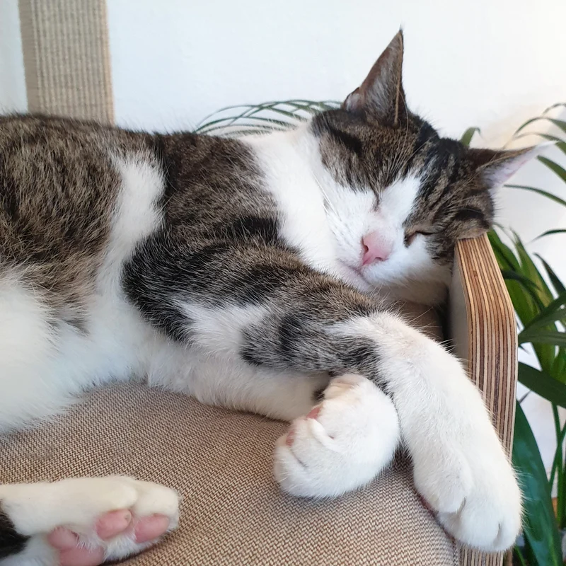 KRATZ- & LIEGETURM für Katzen mit Kratzfläche