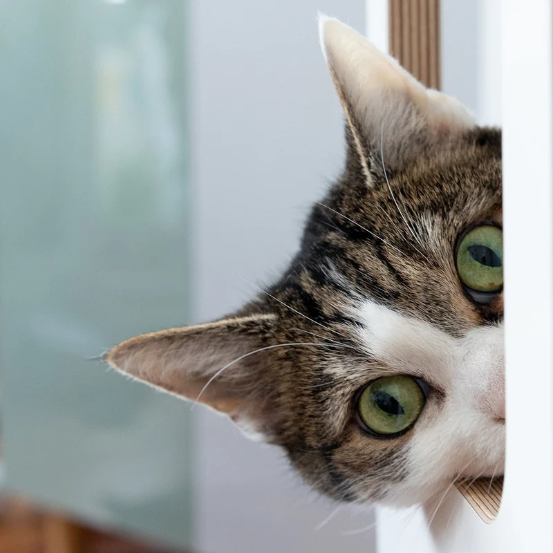 KRATZ- & LIEGETURM für Katzen mit Kratzfläche