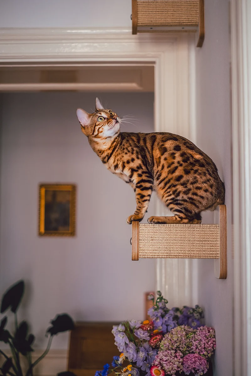 KATZENA(R)Thletik | Kletterwand Set - 3 HÜPFSTÄMME für Katzen