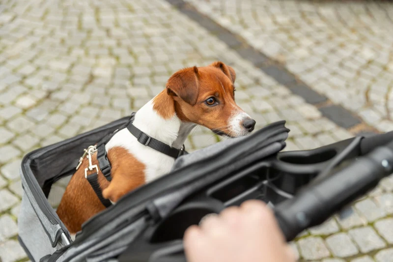 Buggy mit 4 Rädern für Hunde bis 15 kg