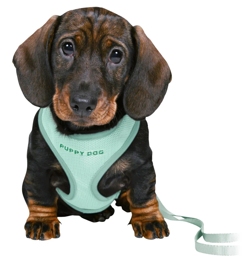 Junior Welpen-Softgeschirr mit Leine