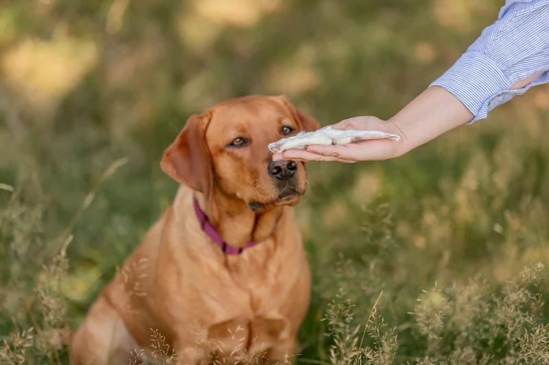 Kausnack Kaninchenohren mit Fell für Hunde