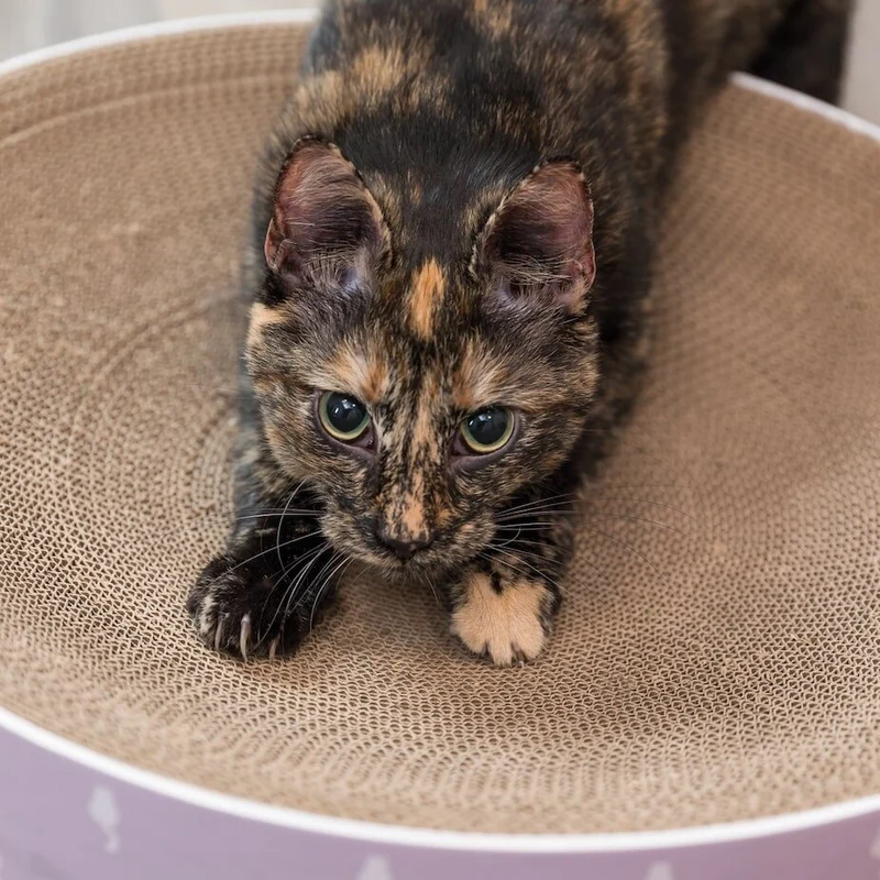 Kratzbett Lilly für Katzen