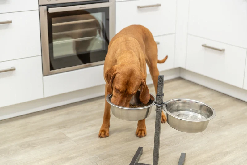 Hundebar, Metall/Edelstahl