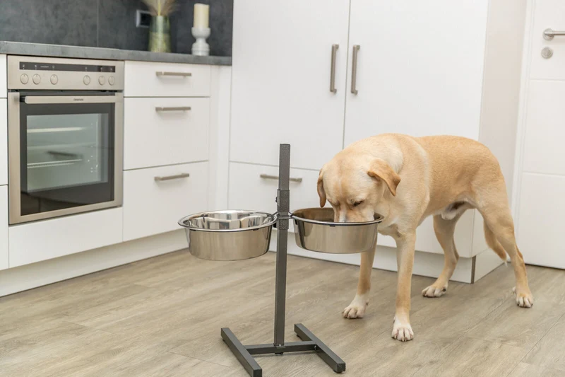 Hundebar, Metall/Edelstahl