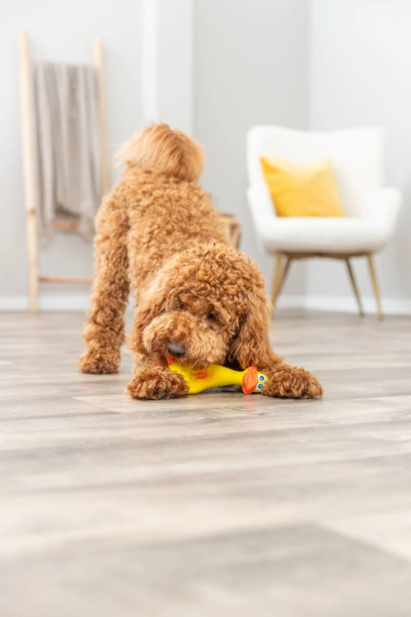Hundespielzeug Ente