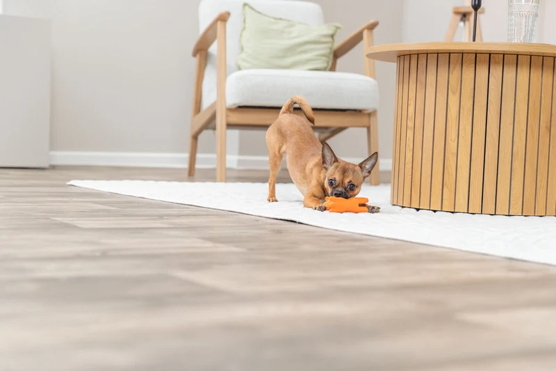Hundespielzeug Spanferkel