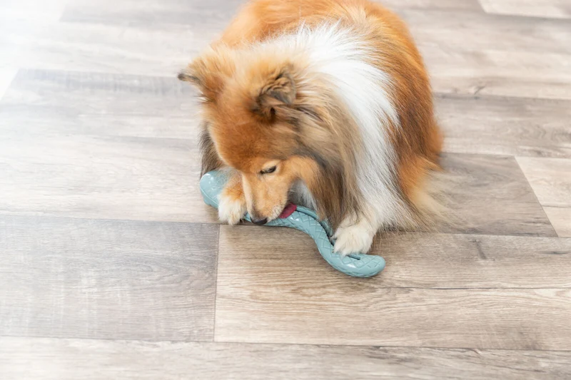 Snack-Snake