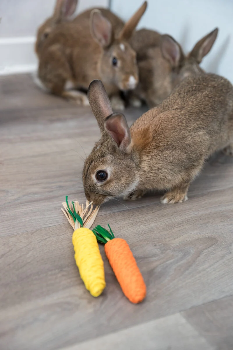 Set Strohspielzeug