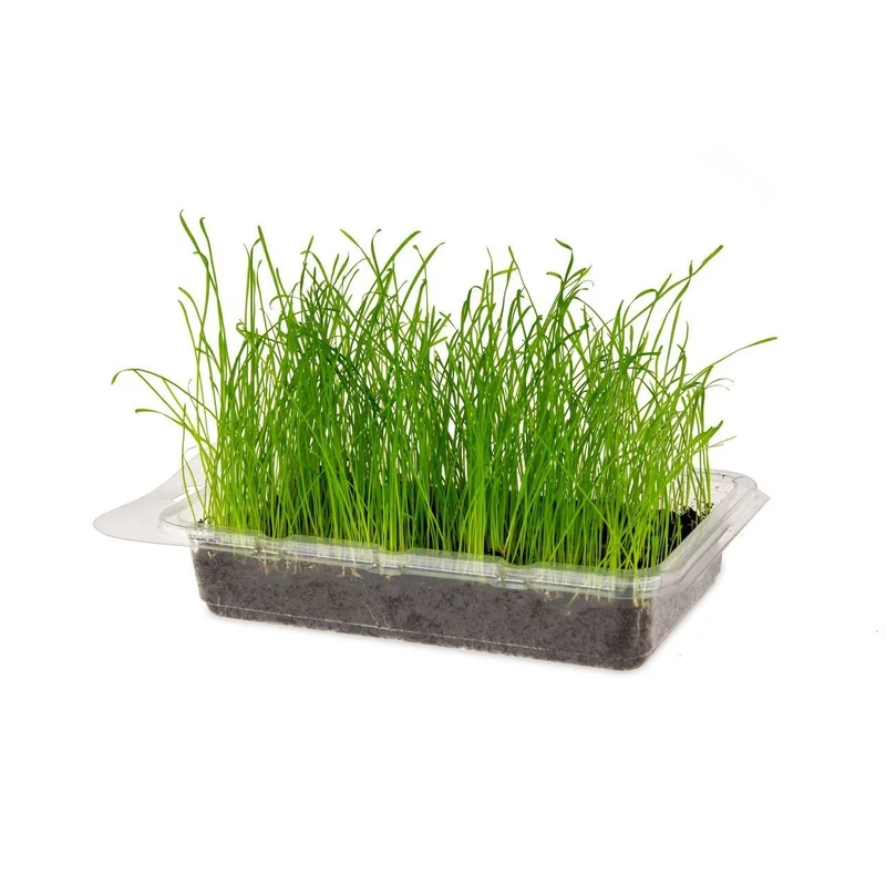Katzengras Vital Bio