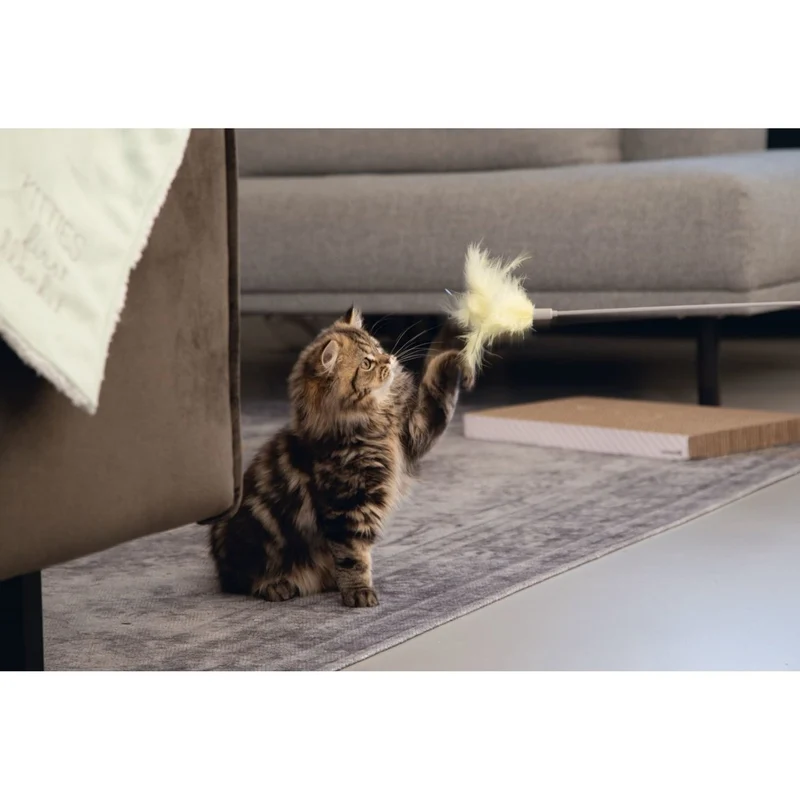 Katzenangel Orry