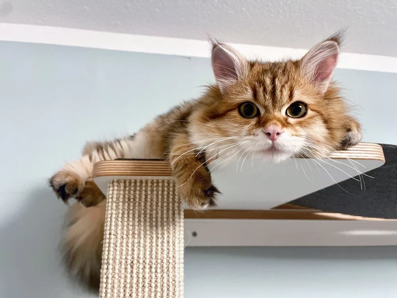 Cliffhänger | KLETTER-KRATZSTAMM mit HÄNGEMATTE aus Sisal für Katzen - Kratzsäule 118cm, 148cm