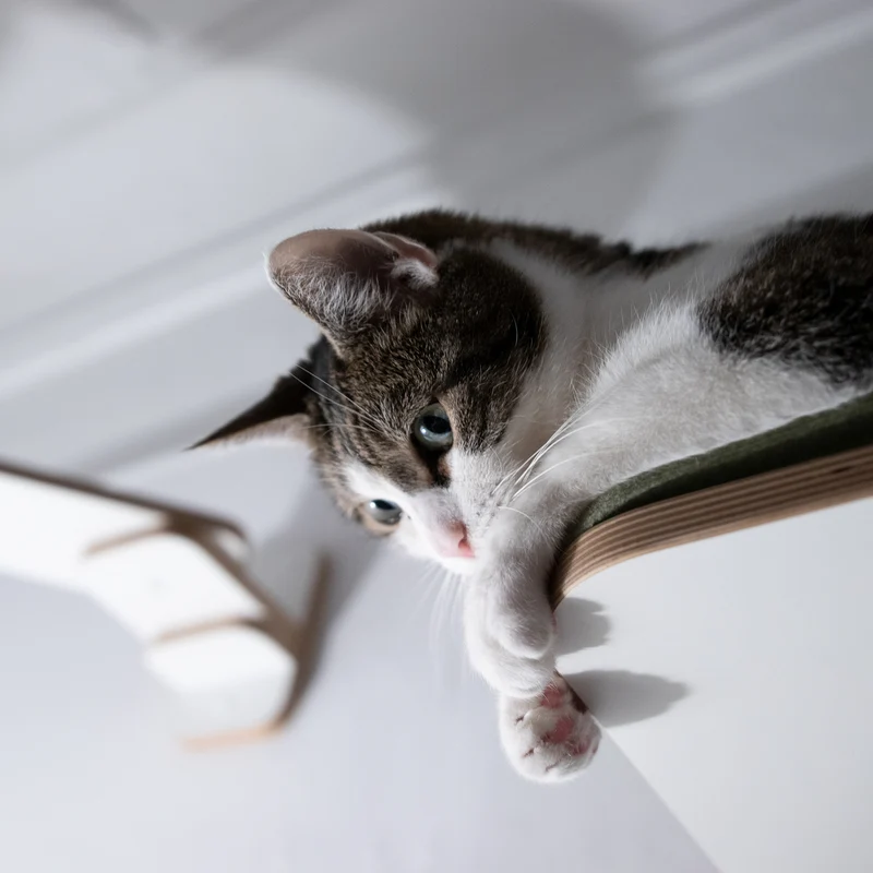 Langschläfer | WANDLIEGE für Katzen - weiß