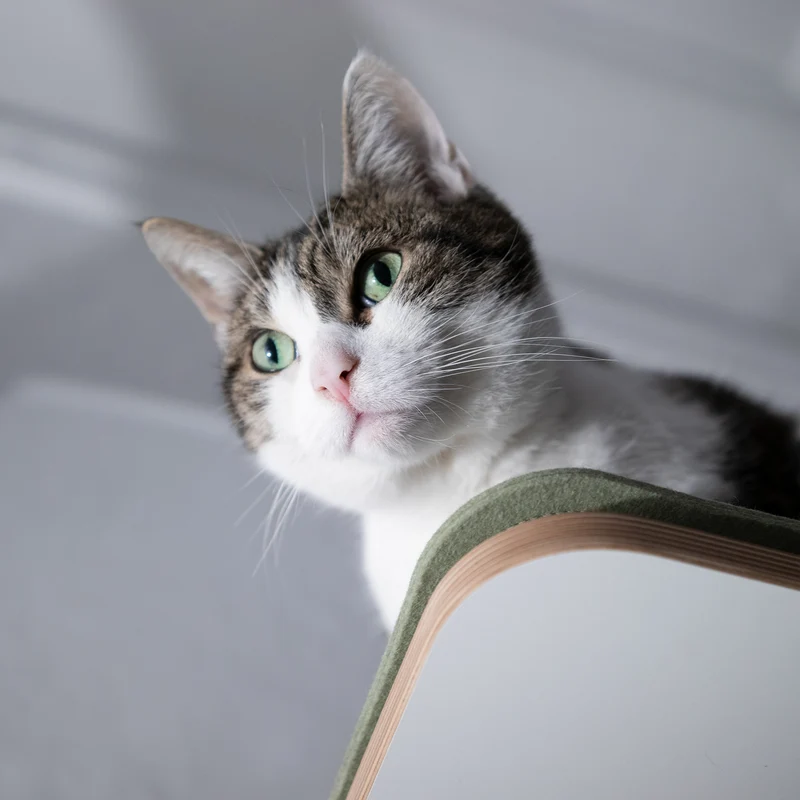 Langschläfer | WANDLIEGE für Katzen - weiß