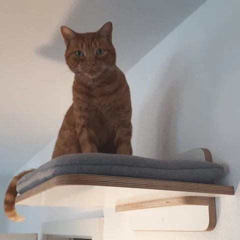 Langschläfer | WANDLIEGE für Katzen - weiß