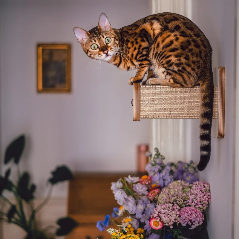 Stufentiger | HÜPFSTAMM für Katzen - Sisal Kletterstufe für die Wand - Kratzstamm 20cm